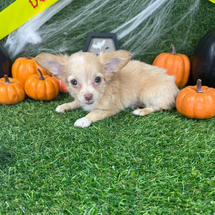 Female Chihuahua puppy named Sol for sale at Puppy Dreams - Arlington.