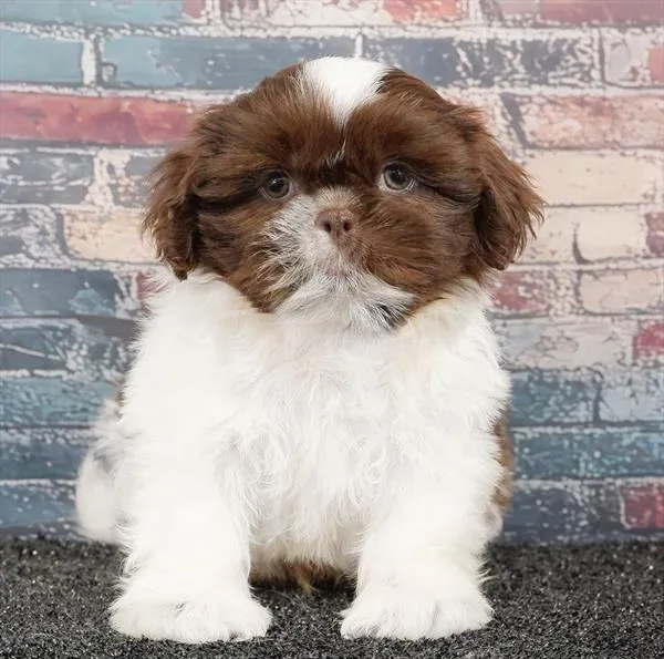 Male Shih Tzu puppy for sale at Puppy Dreams - Denton.