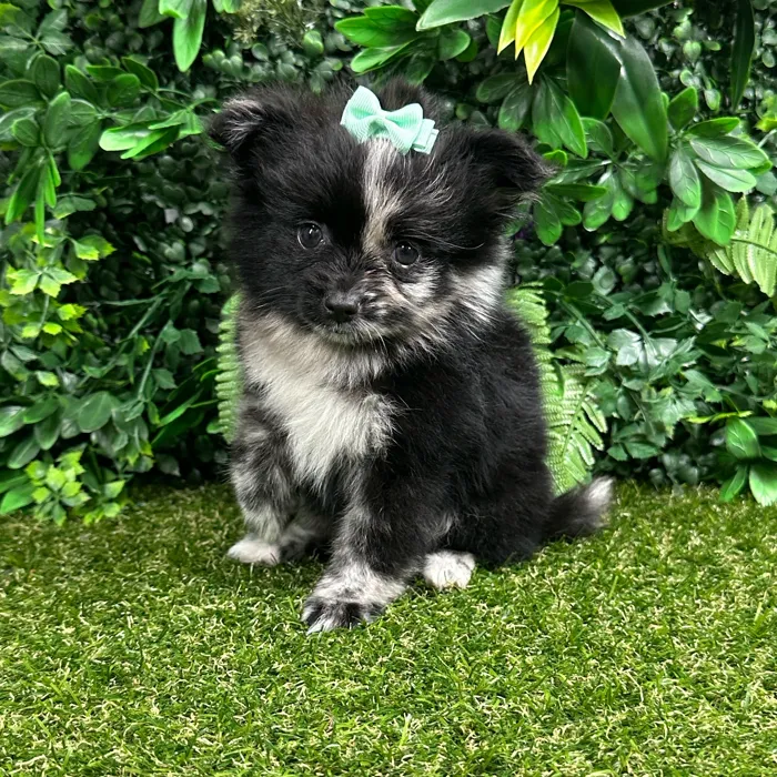 Female Pomeranian puppy named Sakura for sale at Puppy Dreams - Parks Mall.