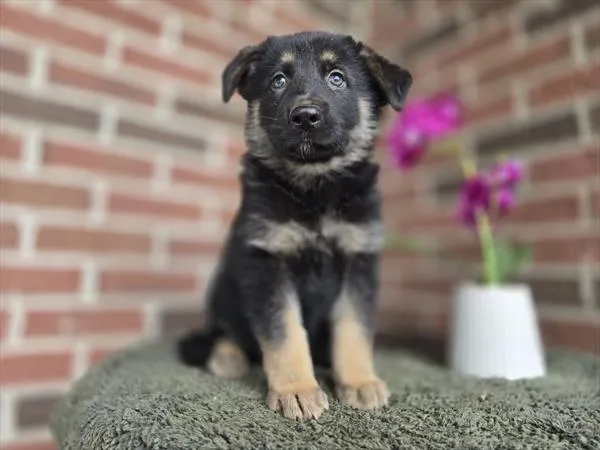 Male German Shepherd puppy for sale at Puppy Dreams - Arlington.