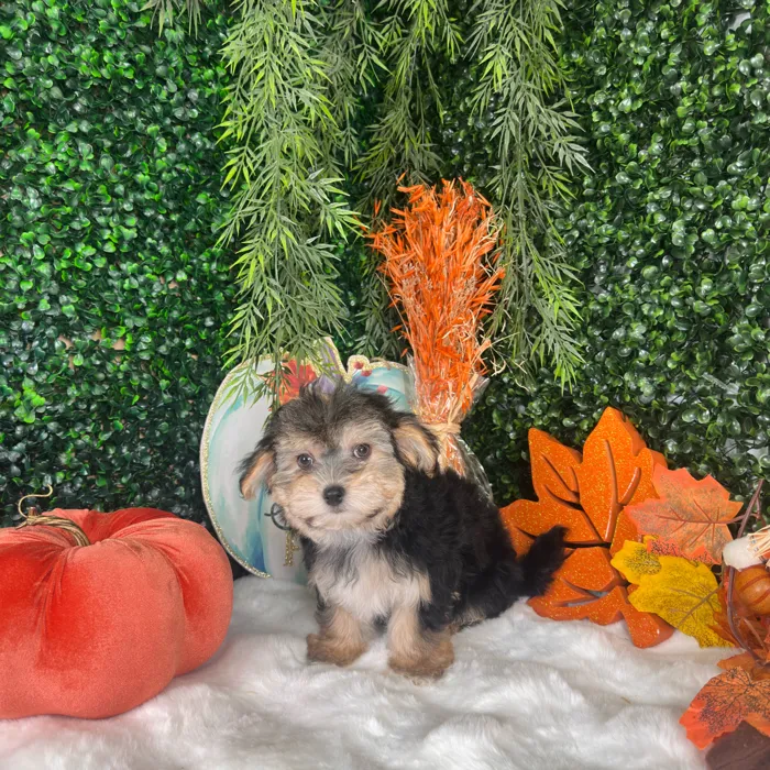Female Morkie puppy named Katherine for sale at Puppy Dreams - Denton.