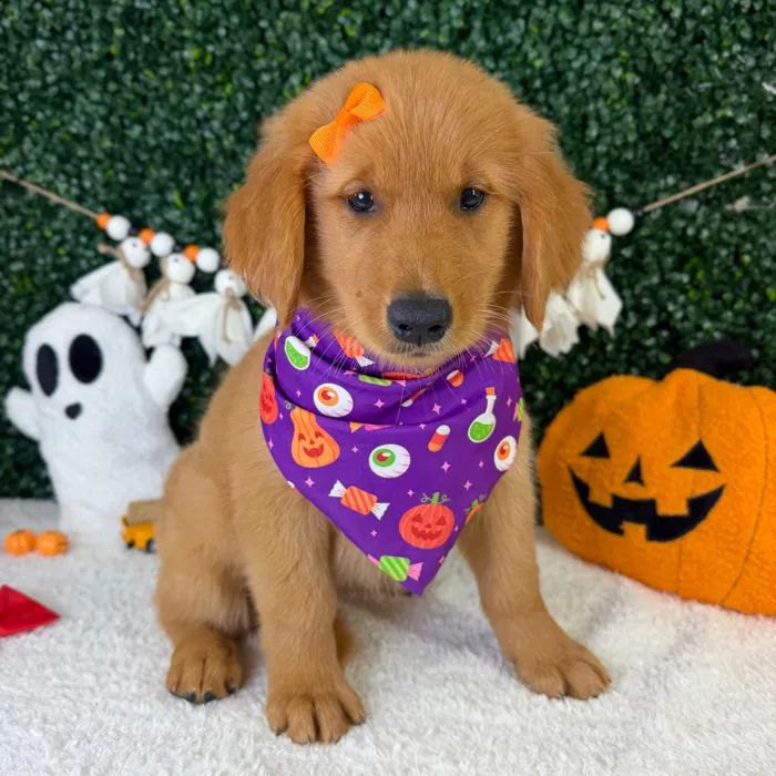 Female Golden Retriever puppy named Miso for sale at Puppy Dreams - Garland.