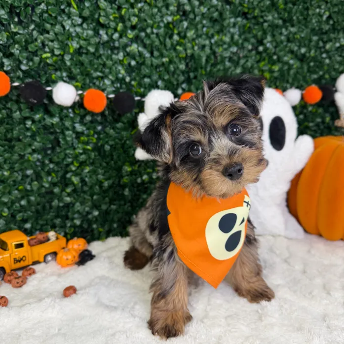 Male Yorkie-Poo puppy named Bently for sale at Puppy Dreams - Garland.