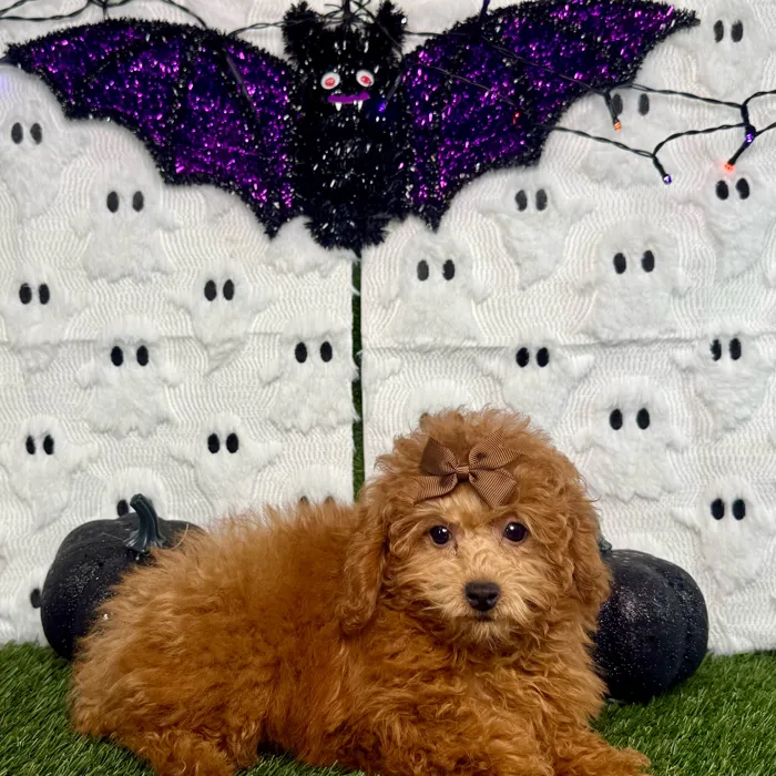 Female Mini Poodle puppy named Cinnamon for sale at Puppy Dreams - Carrollton.