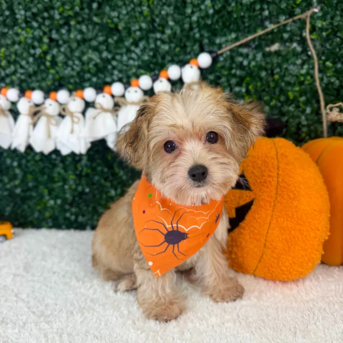 Male Yochon puppy named Teddy for sale at Puppy Dreams - Garland.
