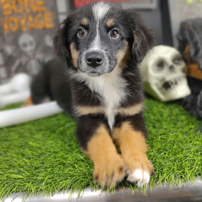 Female Mini Aussie puppy named Carrie for sale at Puppy Dreams - Mansfield.
