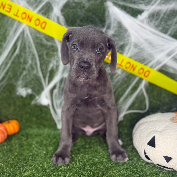 Male Cane Corso puppy named Titan for sale at Puppy Dreams - Arlington.
