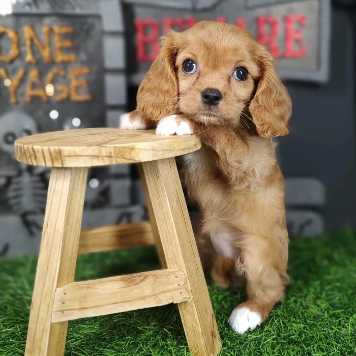 Female Cavalier King Charles Spaniel puppy named Velma for sale at Puppy Dreams - Mansfield.