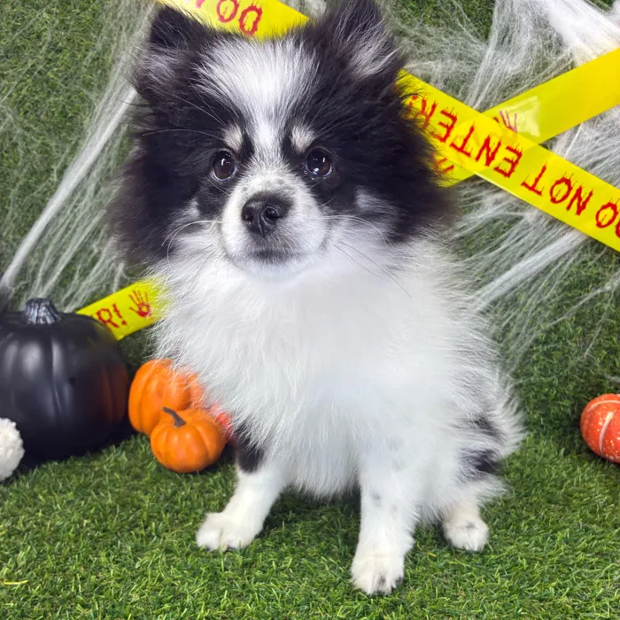 Female Pomsky puppy named Diggy for sale at Puppy Dreams - Arlington.