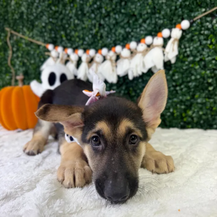 Female German Shepherd puppy named Stella for sale at Puppy Dreams - Garland.