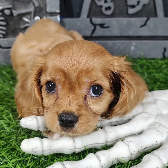 Female Cavalier King Charles Spaniel puppy named Velma for sale at Puppy Dreams - Mansfield.