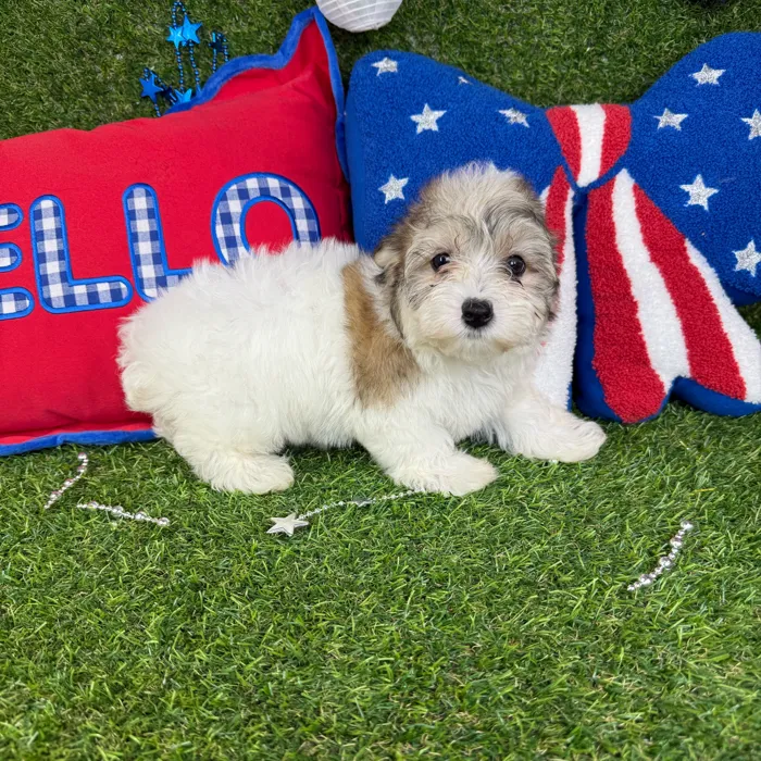 Female Morkie puppy named Uni for sale at Puppy Dreams - Mansfield.