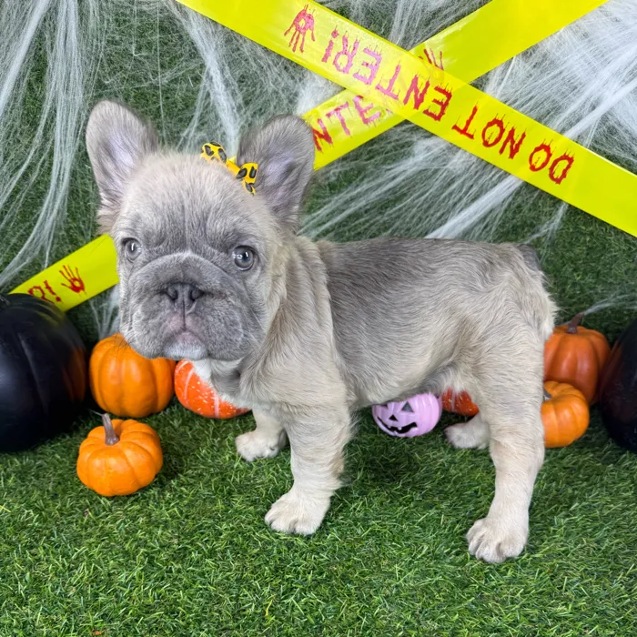 Female Fluffy French Bulldog puppy named Gigi for sale at Puppy Dreams - Arlington.
