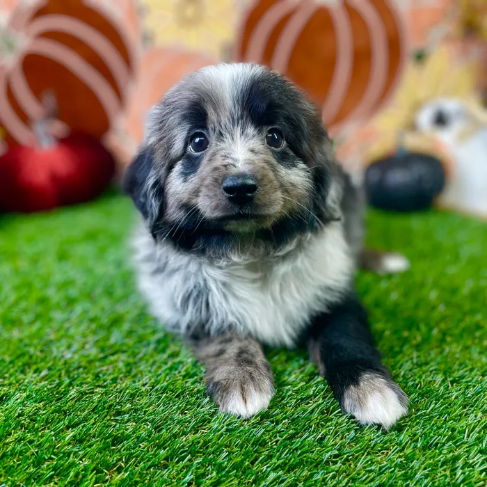 Male Mini Aussiedoodle puppy named Sammie for sale at Puppy Dreams - Carrollton.