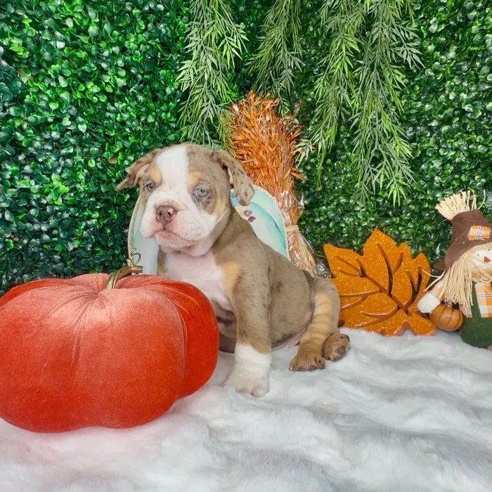 Female English Bulldog puppy named Pumpkin for sale at Puppy Dreams - Denton.