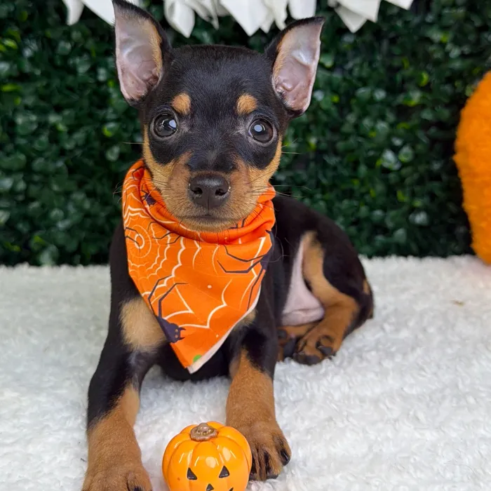 Male Min Pin puppy named Boo for sale at Puppy Dreams - Garland.