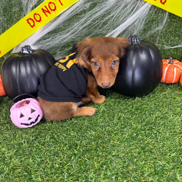 Male Dachshund puppy named Moose for sale at Puppy Dreams - Arlington.