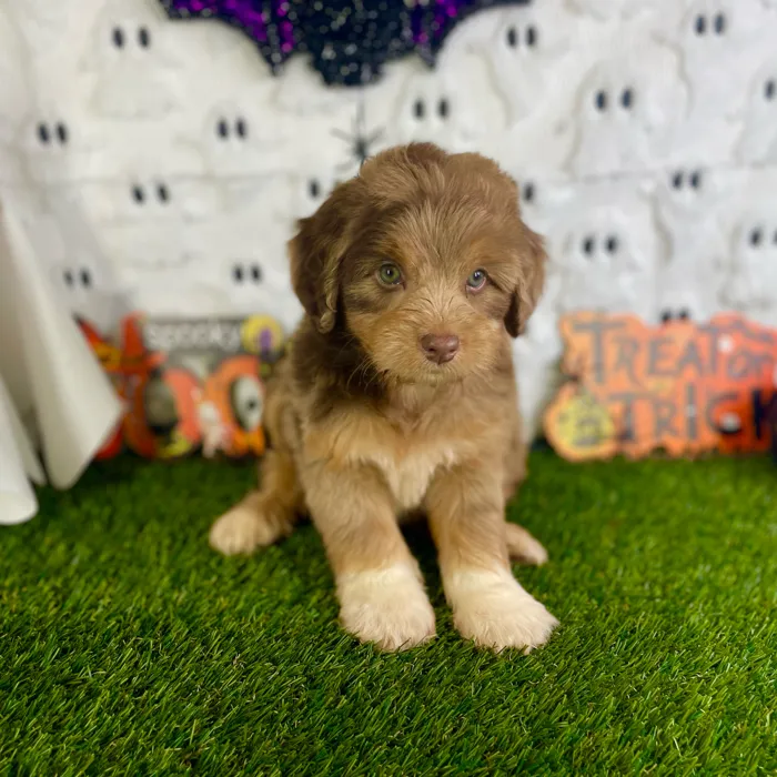 Male Mini Aussie Poo puppy named Gunner for sale at Puppy Dreams - Carrollton.