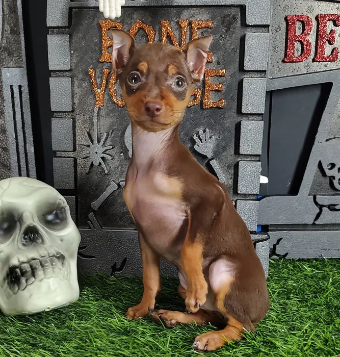 Female Min Pin puppy named *Amelia* for sale at Puppy Dreams - Mansfield.