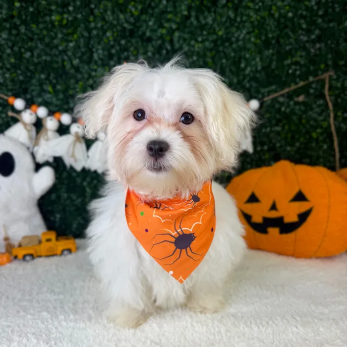 Male Maltese puppy named Theodore for sale at Puppy Dreams - Garland.