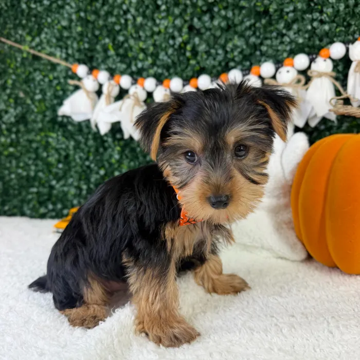 Male Yorkie puppy named Binky for sale at Puppy Dreams - Garland.