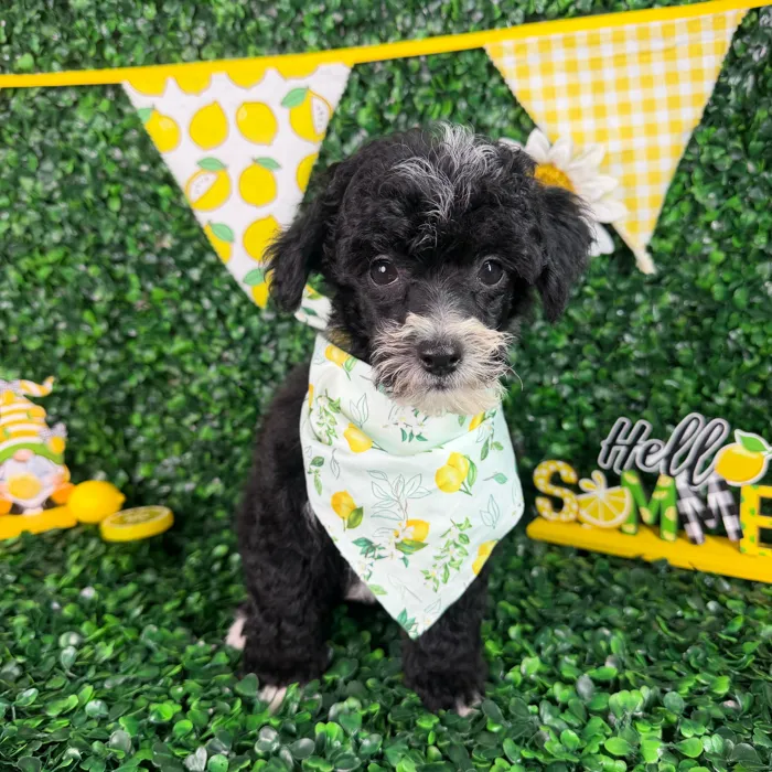 Male Toy Poodle puppy named Rocky for sale at Puppy Dreams - North Richland Hills.