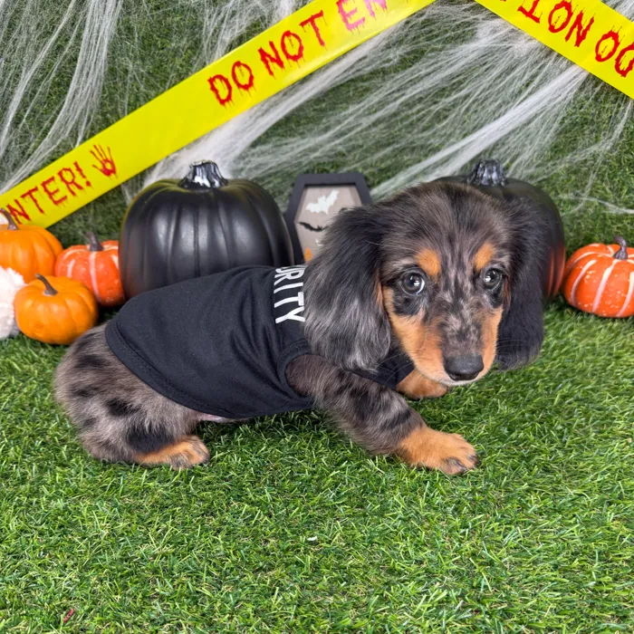 Male Dachshund puppy named Lucky for sale at Puppy Dreams - Arlington.