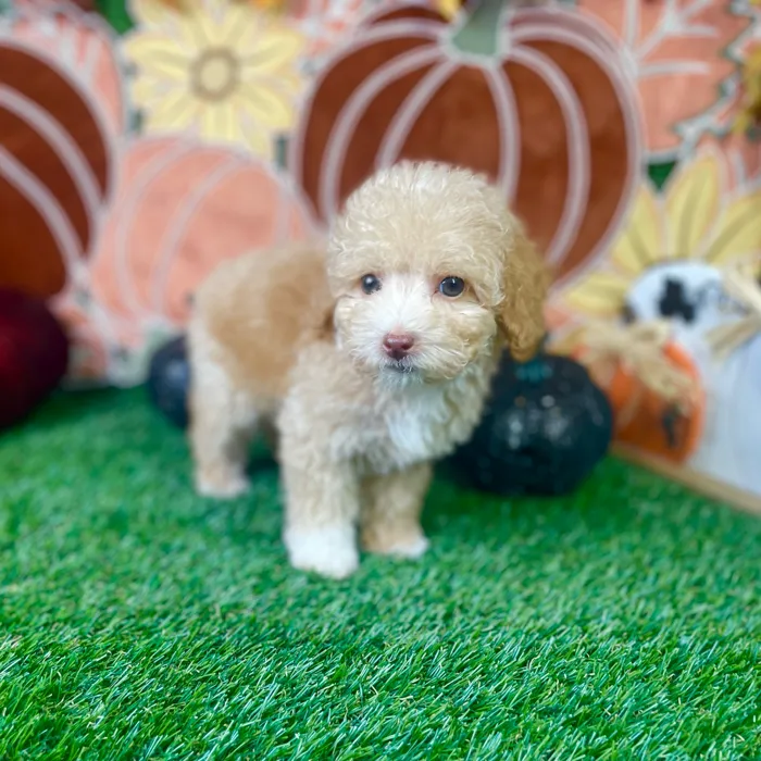 Male Bichon-Poodle puppy named Teddy for sale at Puppy Dreams - Carrollton.