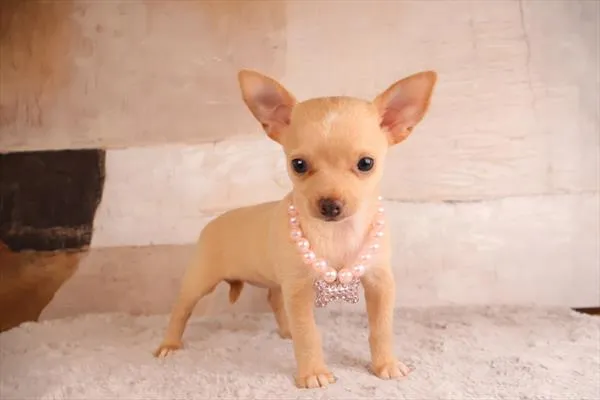 Female Chihuahua puppy named Tulip for sale at Puppy Dreams - Garland.
