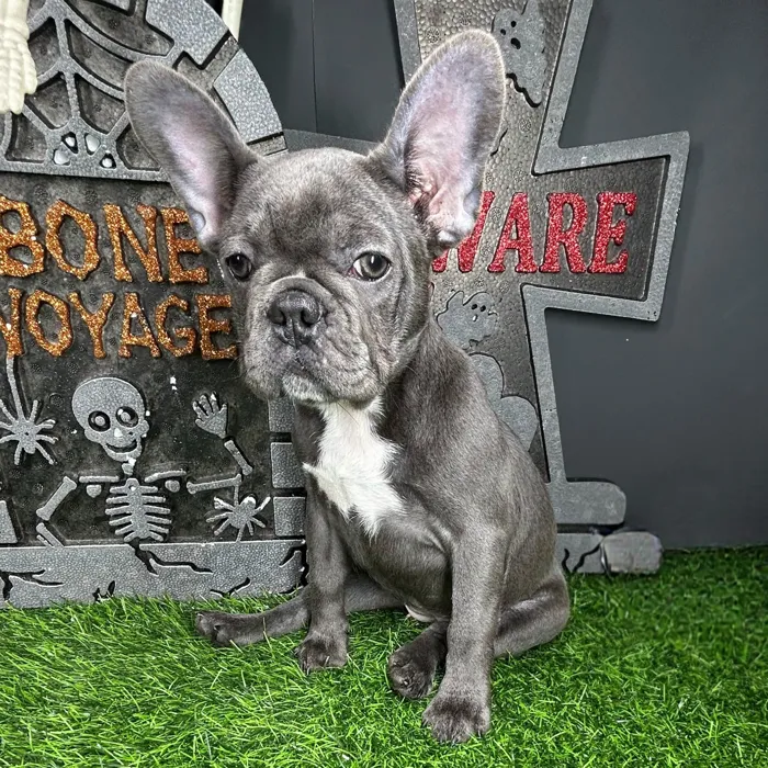 Female French Bulldog puppy named *Lydia* for sale at Puppy Dreams - Mansfield.