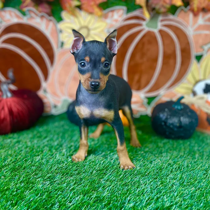 Male Min Pin puppy named Peanut for sale at Puppy Dreams - Carrollton.