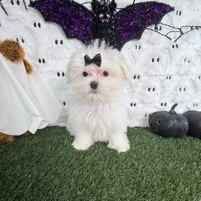 Female Maltese puppy named Casper for sale at Puppy Dreams - Carrollton.