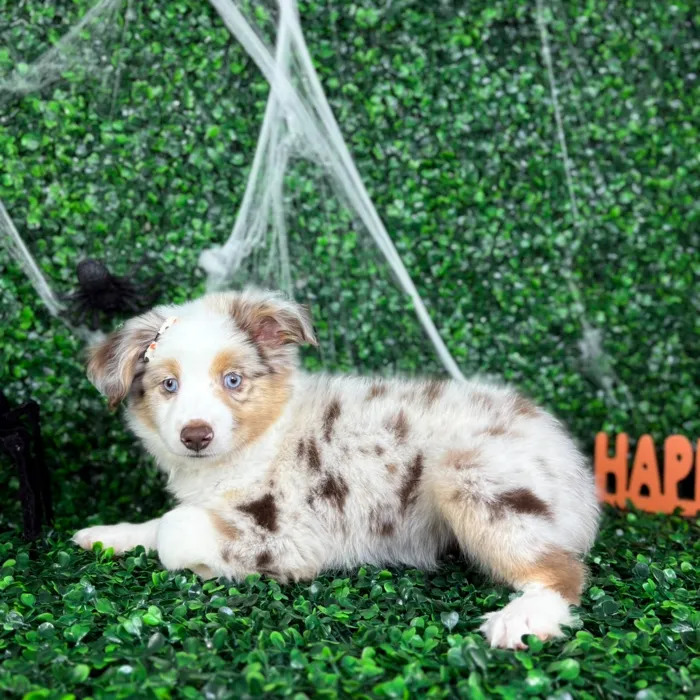 Female Mini Aussie puppy named April for sale at Puppy Dreams - North Richland Hills.