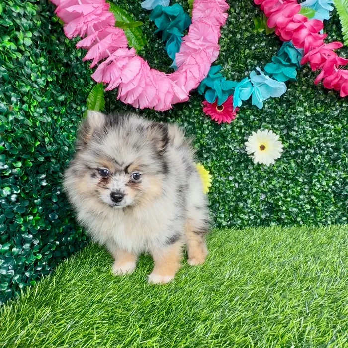 Female Pomsky puppy named Chicken Mini for sale at Puppy Dreams - Denton.