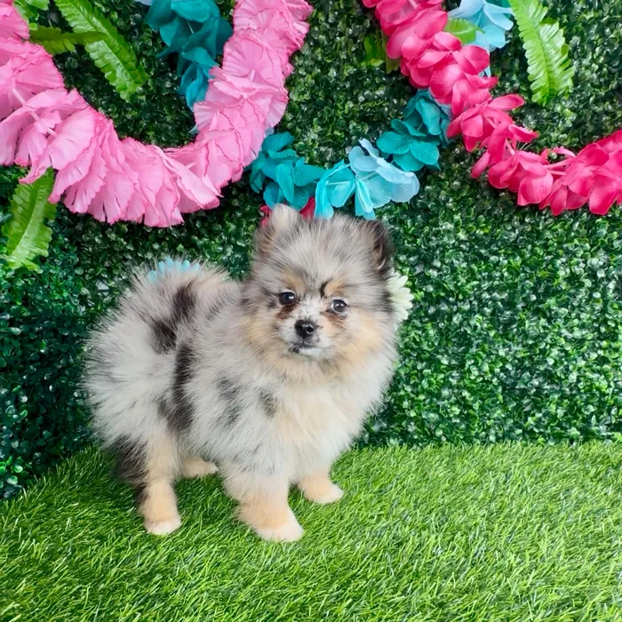 Female Pomsky puppy named Chicken Mini for sale at Puppy Dreams - Denton.