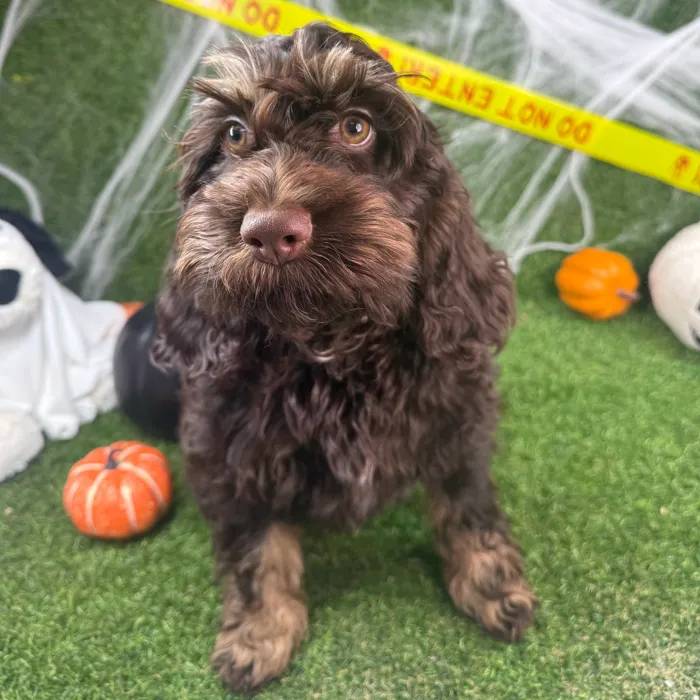 Male Cockapoo puppy named Turkey for sale at Puppy Dreams - Arlington.