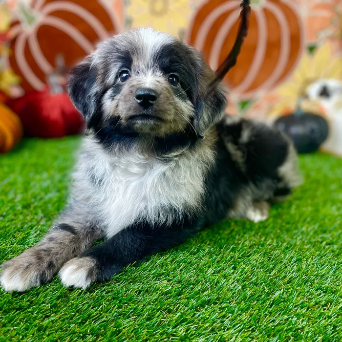 Male Mini Aussiedoodle puppy named Sammie for sale at Puppy Dreams - Carrollton.