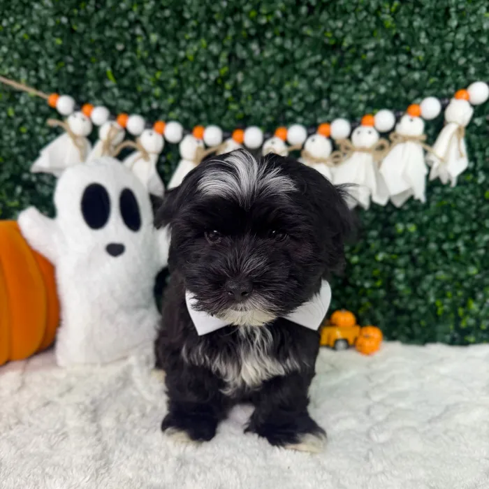 Male Malshi puppy named Bean for sale at Puppy Dreams - Garland.