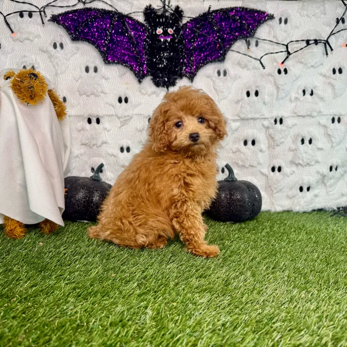Female Mini Poodle puppy named Millie for sale at Puppy Dreams - Carrollton.