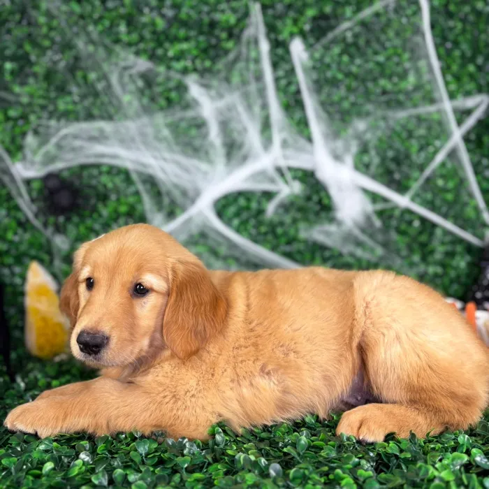 Female Golden Retriever puppy named Violet for sale at Puppy Dreams - North Richland Hills.