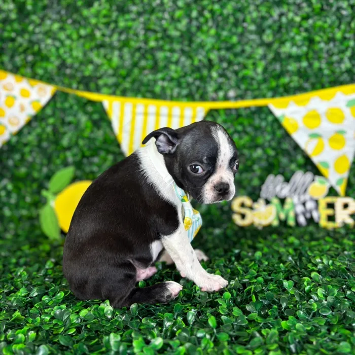 Male Boston Terrier puppy named Cash for sale at Puppy Dreams - North Richland Hills.
