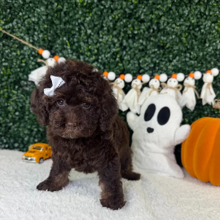 Female Cavapoo puppy named Zola for sale at Puppy Dreams - Garland.