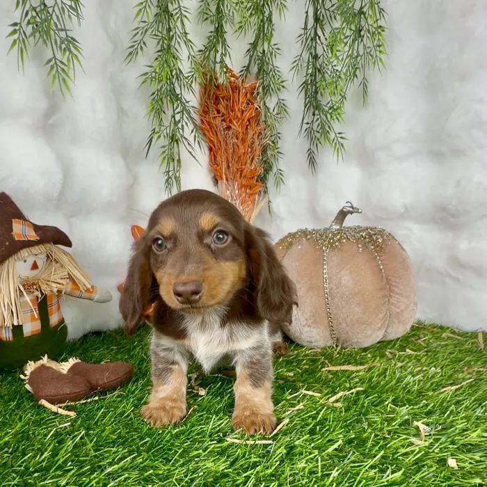 Female Dachshund puppy named Candace for sale at Puppy Dreams - Denton.