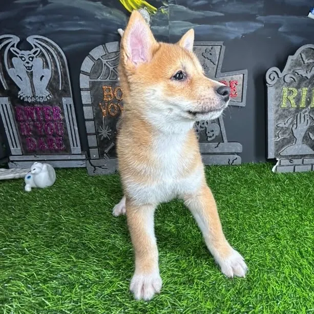 Male Shiba Inu puppy named *Gizmo* for sale at Puppy Dreams - Mansfield.