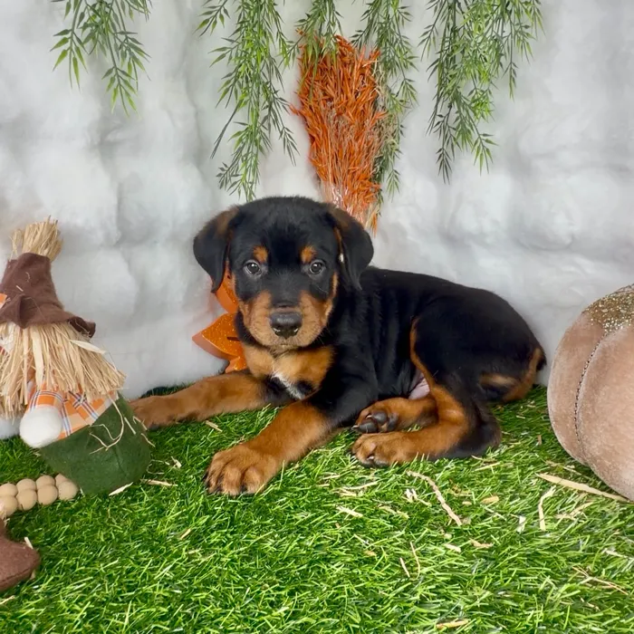 Male Rottweiler puppy named Kevin for sale at Puppy Dreams - Denton.