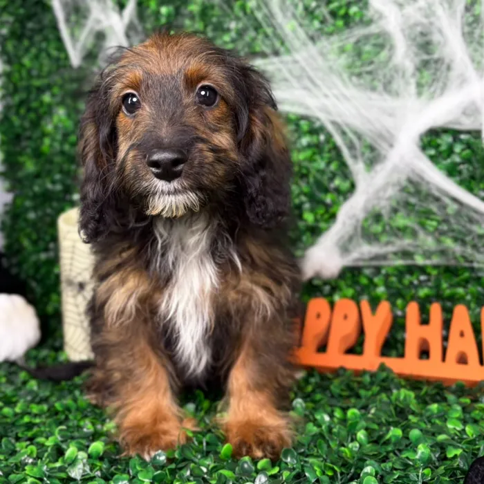 Male Cockapoo puppy named Teddy for sale at Puppy Dreams - North Richland Hills.