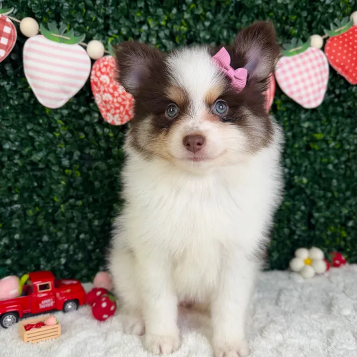Female Pomsky puppy named Honey for sale at Puppy Dreams - Garland.