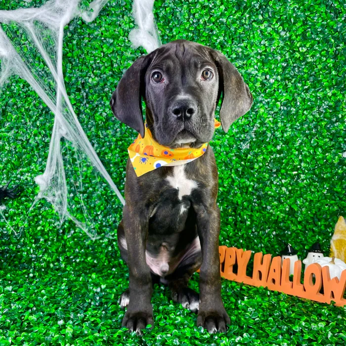 Male Cane Corso puppy named Kobe for sale at Puppy Dreams - North Richland Hills.