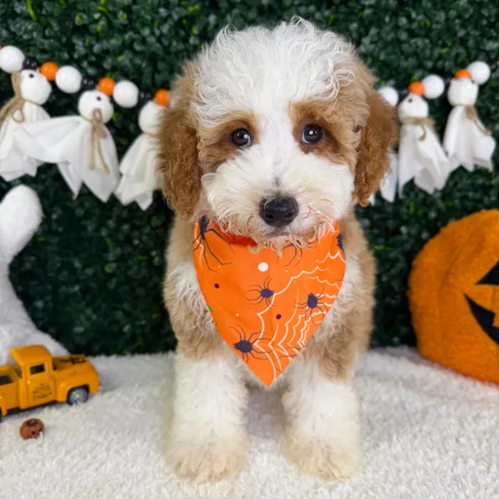 Male Mini Poodle puppy named Scout for sale at Puppy Dreams - Garland.