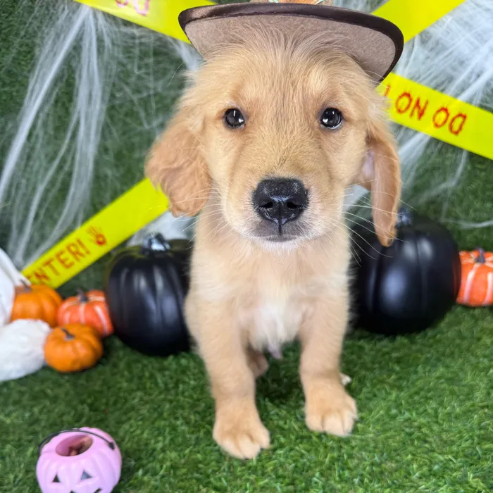 Male Golden Retriever puppy named Echo for sale at Puppy Dreams - Arlington.